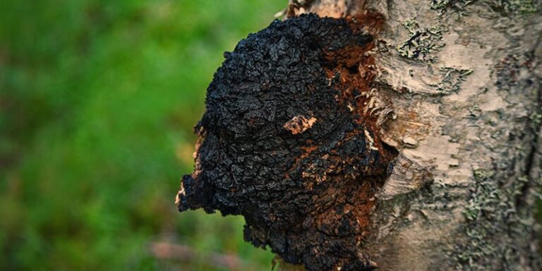 Chaga Mushroom