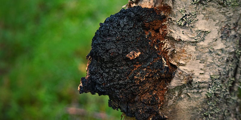Chaga Mushroom